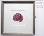 MAKING A MARK: Prizewinners at the Society of Botanical Artist's Annual ...
