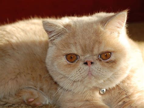 Miserable cat with 5 pounds of matted fur undergoes incredible. 6 Tips for Persian Cat Grooming - Eye Envy Inc.