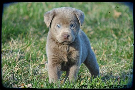 Looking for black labrador retriever puppies for sale? Silver Mist Labradors Silver Lab Puppy for sale, Silver ...