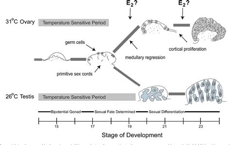 Figure 1 From Steroid Signaling And Temperature Dependent Sex Determination Reviewing The