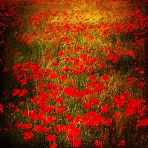 Claude Monet Red Flowers Monet Art Impressionist Paintings