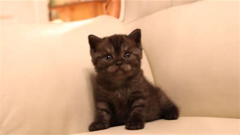 Black Smokey Scottish Fold Female Kittens Youtube