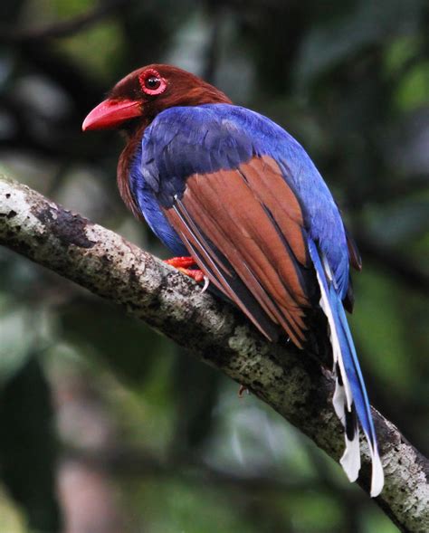 Sri Lanka Blue Magpie Sri Lanka Blue Magpie Urocissa Orna Flickr
