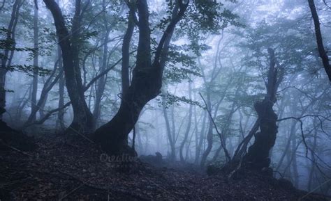 Mysterious Dark Old Forest In Fog Containing Forest Tree And Fog
