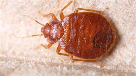 Bedbugs Have Favorite Colors Study Finds Mental Floss