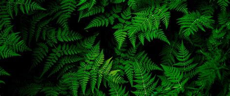 4k Resolution Wallpaper Green 4k For High Quality Displays