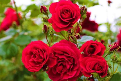 Use them as your computer background or phone lock screen. Plant roses in November; Reap flowers in December | Rose ...