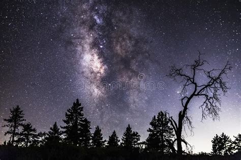 Milky Way Above Pine Trees And A Dead Tree Silhouette Editorial