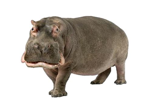 Hippo Png Transparent Images Png All