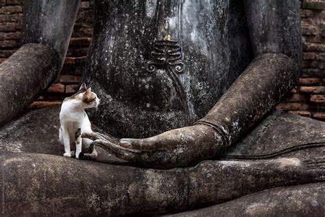 Cat Sitting On The Lap Of A Buddha Statue In Sukhothai Historical Park