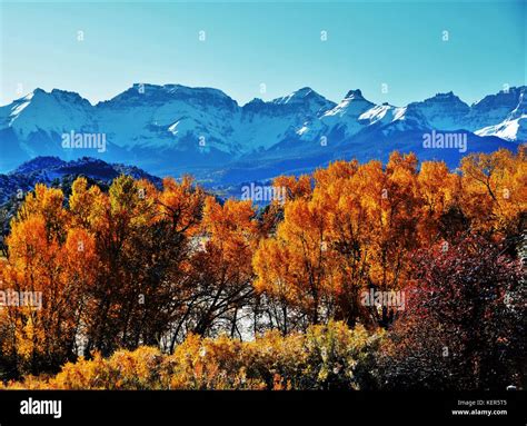 Colorado In The Fall With Golden Aspen Trees Stock Photo Alamy