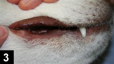 Petmd Dog Lip Fold Dermatitis Home Remedy