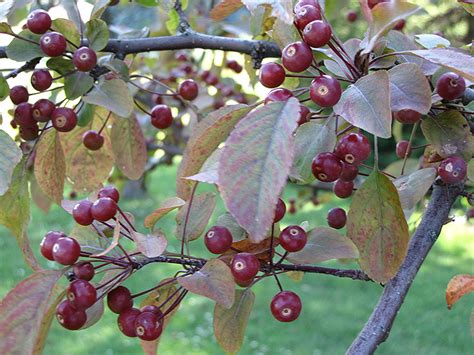 Indian Summer Flowering Crab Malus Indian Summer In Boston