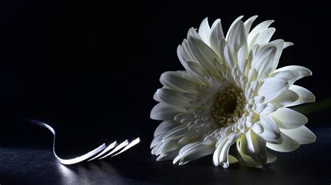 White Chrysanthemum Flower With Fork On Floor In Black Background 4k 5k
