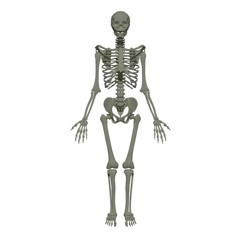 Human Skeleton Png Png Sharp Details Download