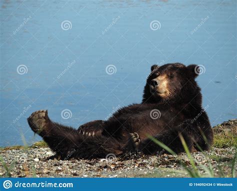 Mesmerizing Shot Of An Adorable Brown Bear Lying On The Ground Stock