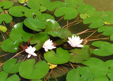 Wallpaper Leaves Green Pond Water Lilies Lotus Leaf
