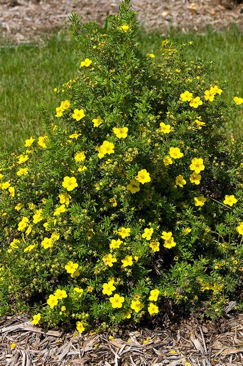 Dakota Sunspot Potentilla Wyoming Plant Company