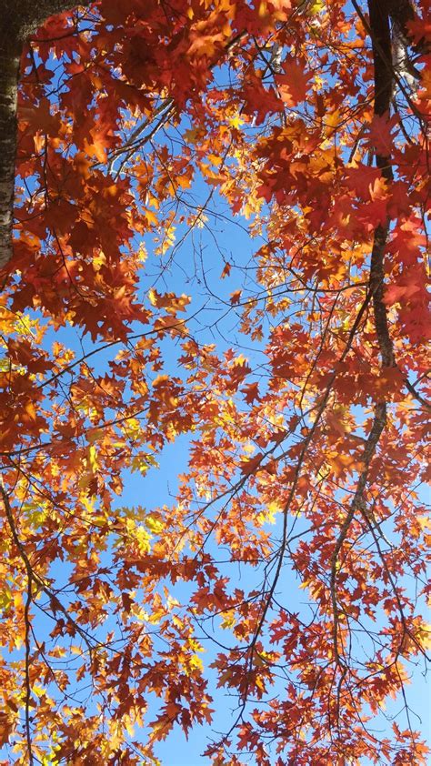 Autumn Leaves And Blue Sky New Nature Wallpaper Fall Wallpaper Phone