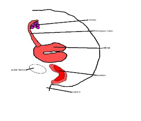 Find the perfect female anatomy. Female Reproductive System Blank Diagram - ClipArt Best