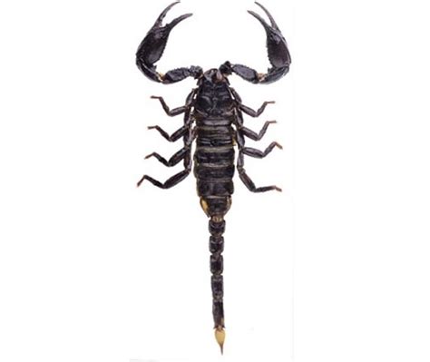 Heterometrus Spinifer Giant Asian Forest Scorpion Black Etsy