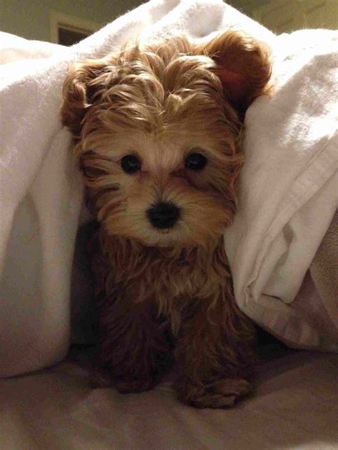 These dogs are a cross between the shih tzu and bichon frise breeds and are sometimes also called tzu frises or zuchons. Teacup Teddy Bear Puppies - cute dog cute puppy that looks ...