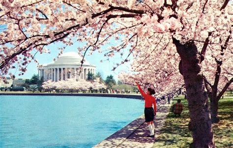 The Cherry Blossoms And Jefferson Memorial In 1968