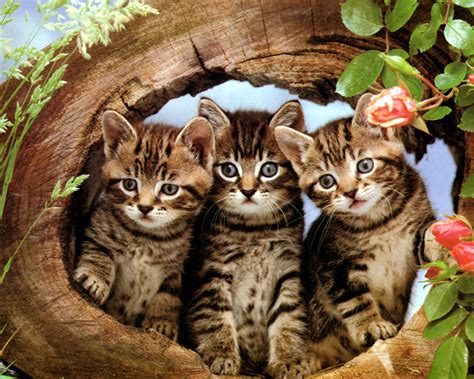 Three Cute Kittens In A Log We Love Kitties