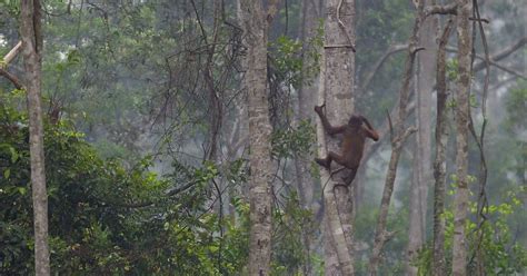 Awesome native animals you can see in indonesia. Indonesia's Forest Fires Take Toll on Wildlife, Big and ...