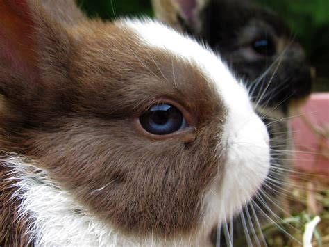 A Profile Of The Netherland Dwarf Rabbit Pethelpful
