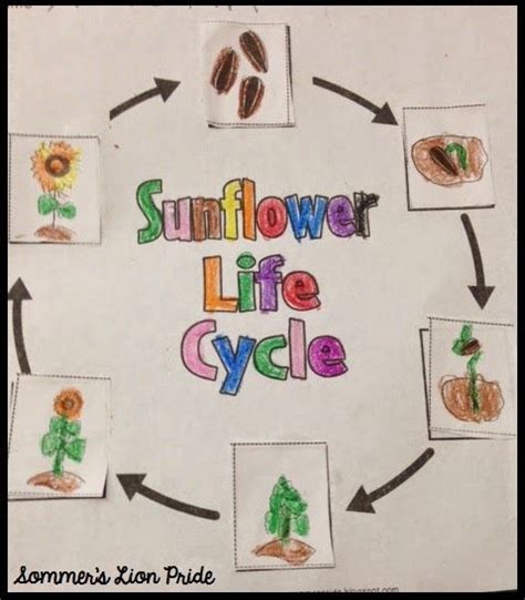 More Sunflowers And A Freebie Sunflower Life Cycle Plant Life