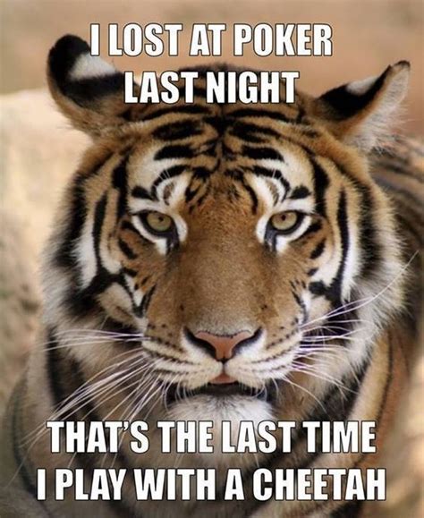 23 Tiger Memes To Make You Roar All Day Tiger Face Cute Animals With