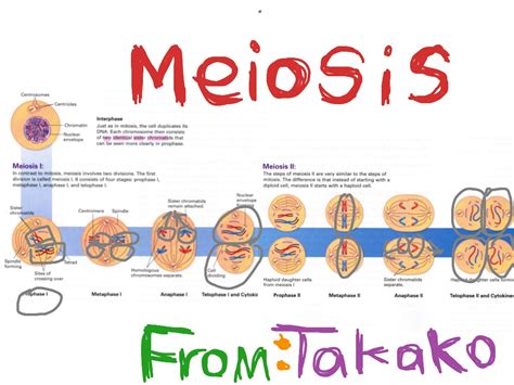 Process Of Meiosis By Takako Biology Science Showme