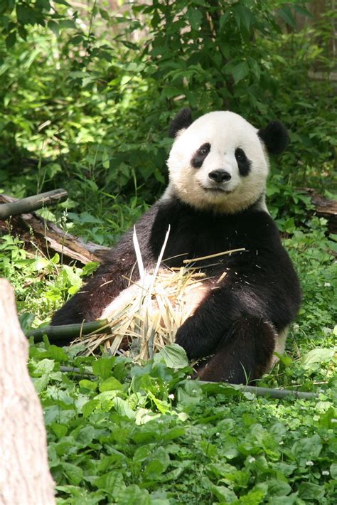 Giant Panda Ailuropoda Melanoleuca Tian Tian Millions Flickr