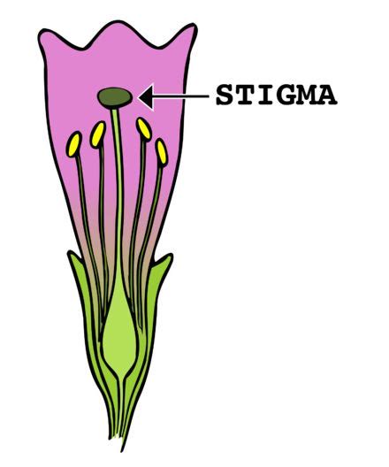 Stigma Botany Wikipedia Parts Of A Flower Stigmata Stigma Flower