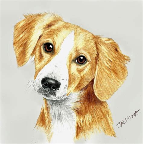 Erase the sketch marks that are not required, add bright colors to present it attractively. Puppy portrait - colored pencil drawing by JasminaSusak on ...
