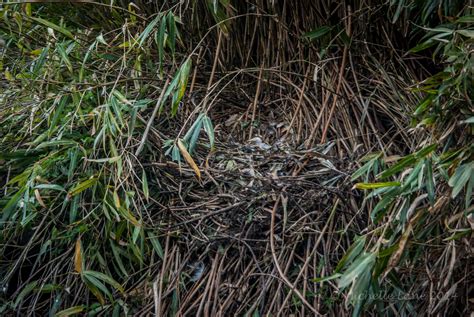 The True Story Of Ondrea Lee A Stars Tragic Swan Song