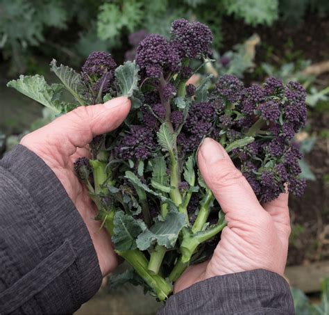 How To Cook Purple Sprouting Broccoli Broccoli Receipes