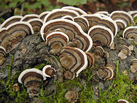 the turkey tail mushroom a thousand year story mecklenburgh square garden