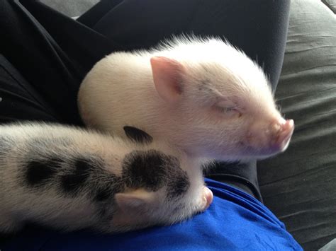 They love to cuddle and socialize with humans. Cost of Adopting a Micro Mini Pig — Three Little Pigs