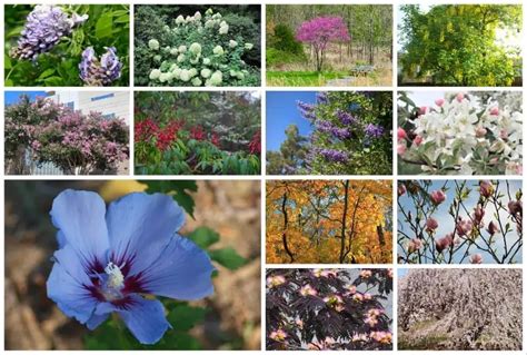 20 Full Sized And Small Ornamental Flowering Trees For Zone 7