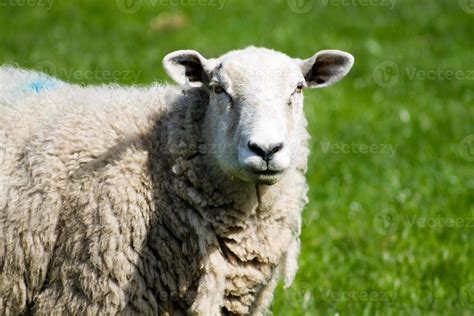 Adult Sheep 843609 Stock Photo At Vecteezy