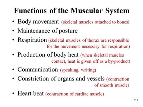 What Is The Main Function Of The Muscular System