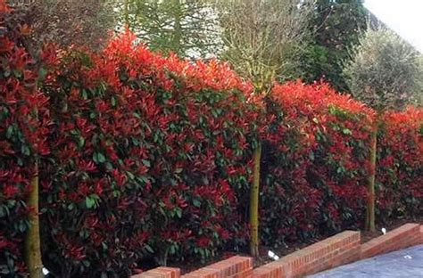 Photinia Red Robin Hedge Red Robin Hedging Online Uk And Irl Hedges