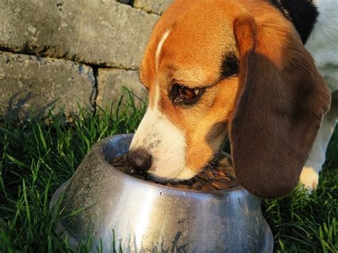 Not every food agrees with every dog, and food sensitivities can lead to stomach upsets. Why is My Dog Throwing Up Undigested Food?