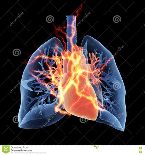 Les poumons et le coeur illustration stock. Illustration du coeur ...