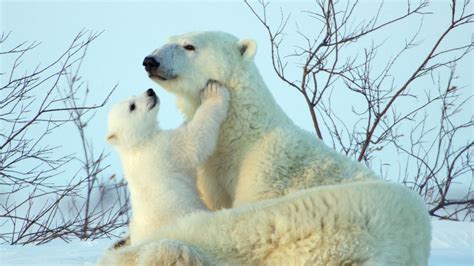 🥇 Nature Snow Animals Polar Bears Baby Wallpaper 21610