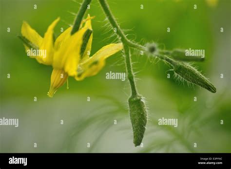 Close Up Photo Of Tomato Flower And Several Buds Stock Photo Alamy
