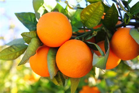 Four Tips For Orange Tree Plant Care Blooming Desert Pools And Landscape