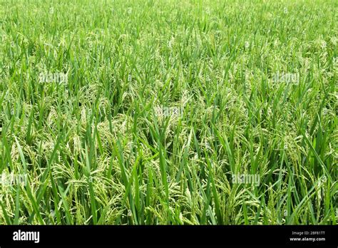 Top View Of A Beautiful Green Color Paddy Field With Full Of Fresh Rice